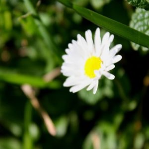 Renacer Consciente